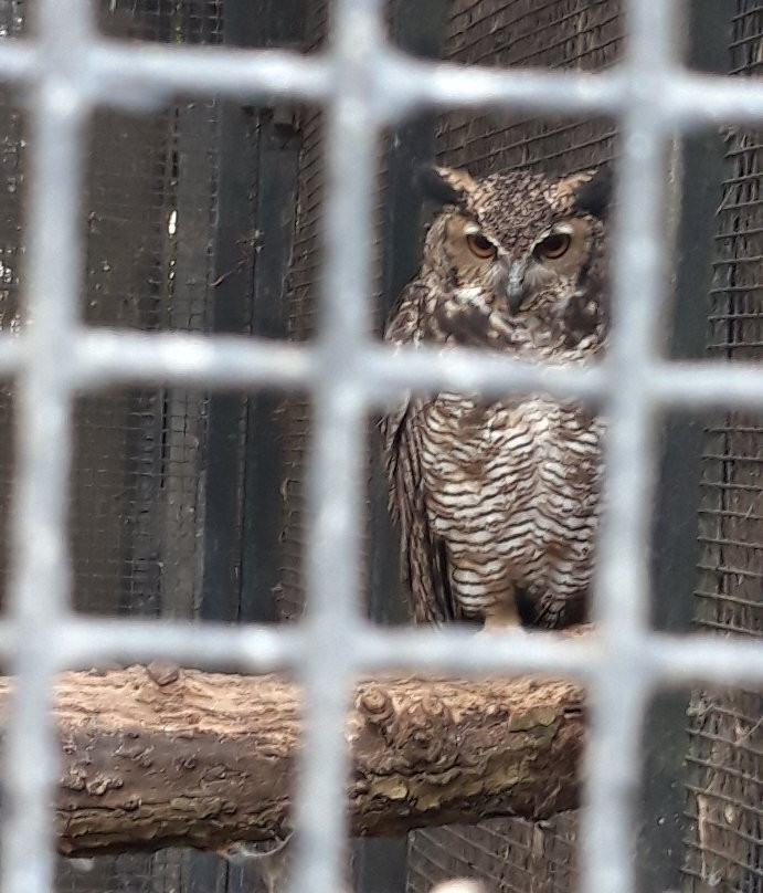 Kirkleatham Owl Center-Redcar必去景点