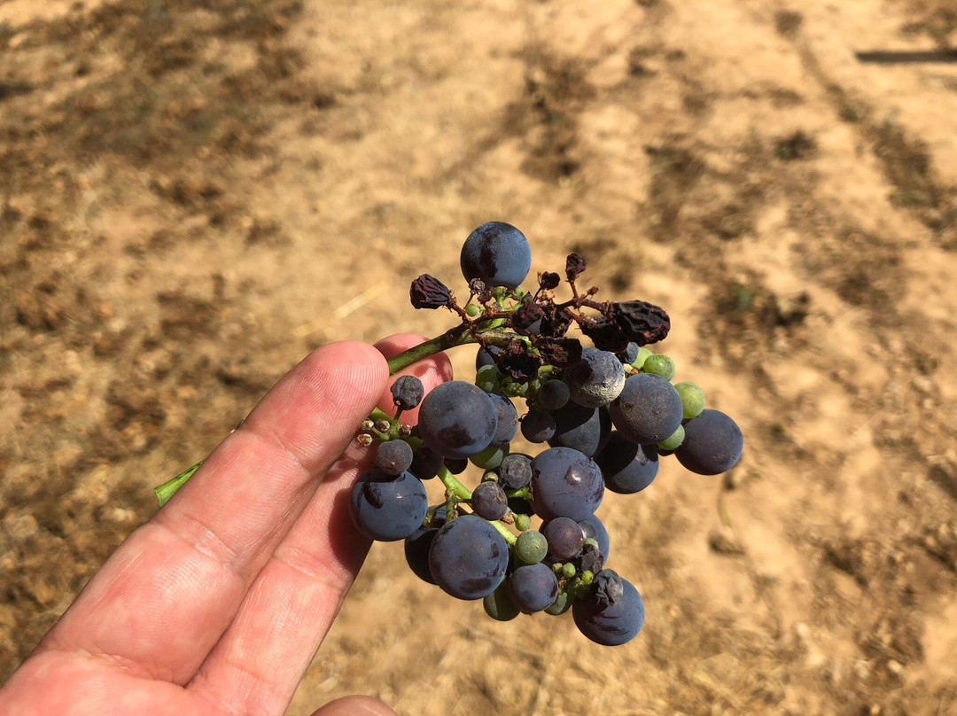 Mas Comtal-Avinyonet del Penedes必去景点