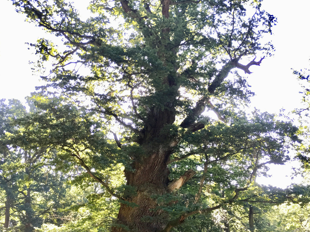 Nationales Naturmonument Ivenacker Eichen景点图片