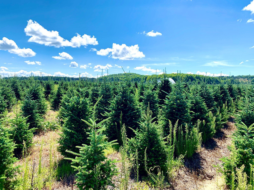 Dutchman Tree Farm景点图片