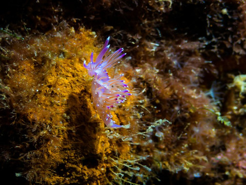 Simply Diving-马贝拉必去景点