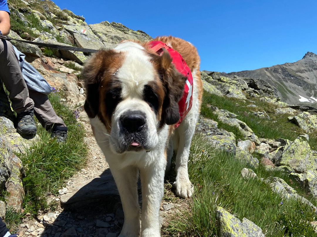 Great St. Bernard Pass景点图片