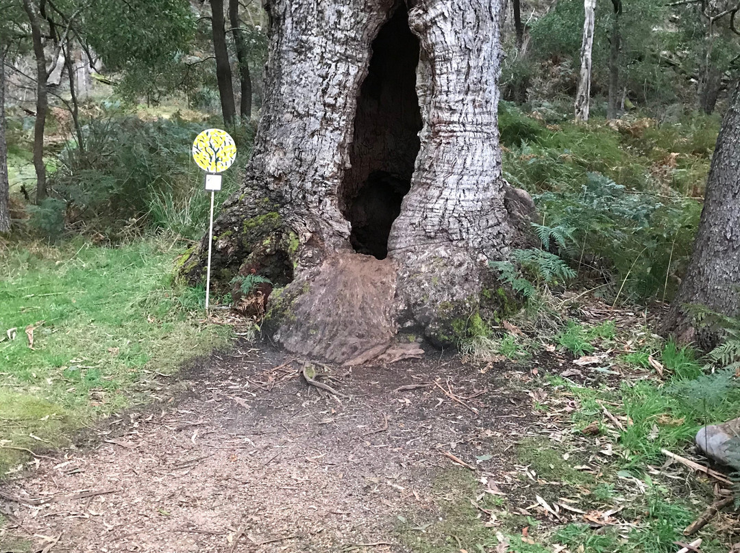 Grampians Flora Botanic Gardens-贺思盖必去景点