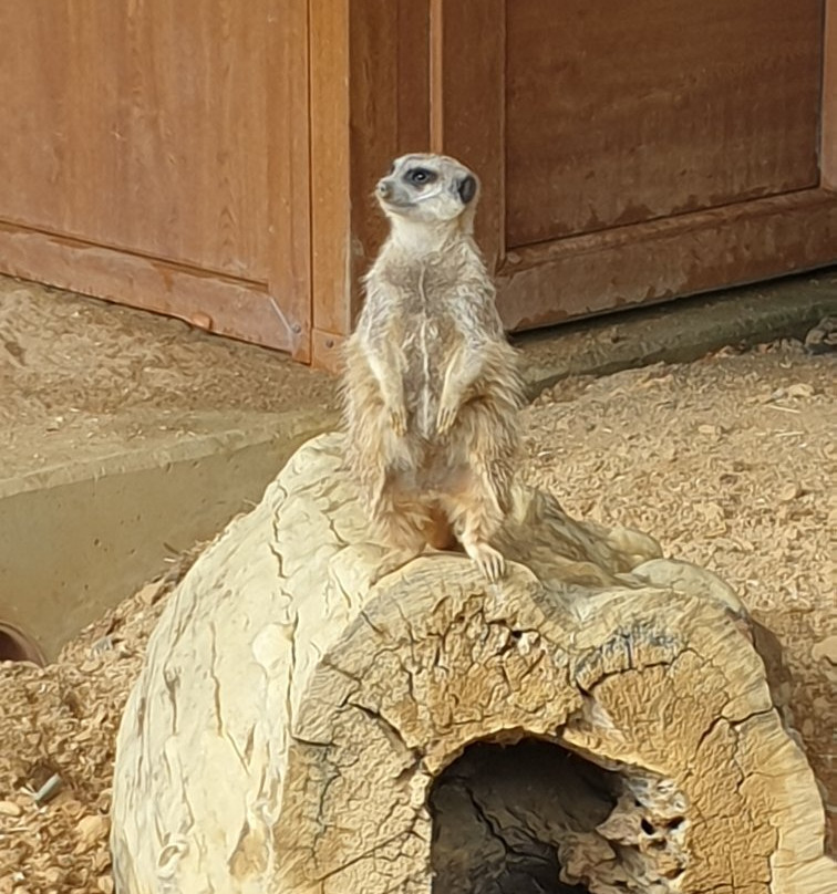 Tierpark Senftenberg-Senftenberg必去景点