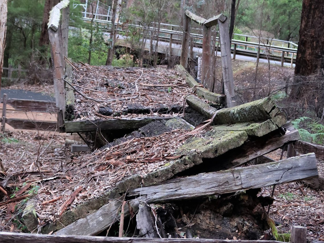 One Tree Bridge-Manjimup必去景点
