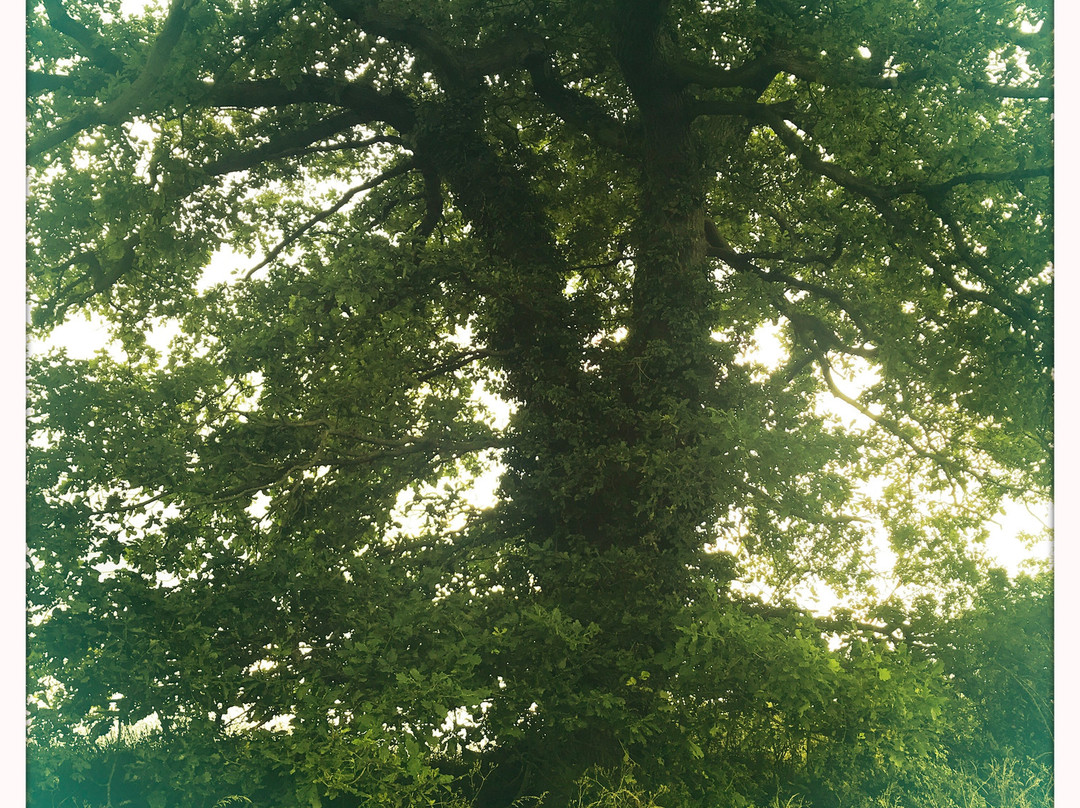 The Natural Health Sanctuary景点图片