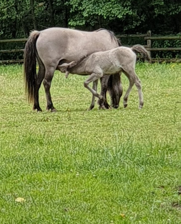 Neanderland Steig-Mettmann必去景点