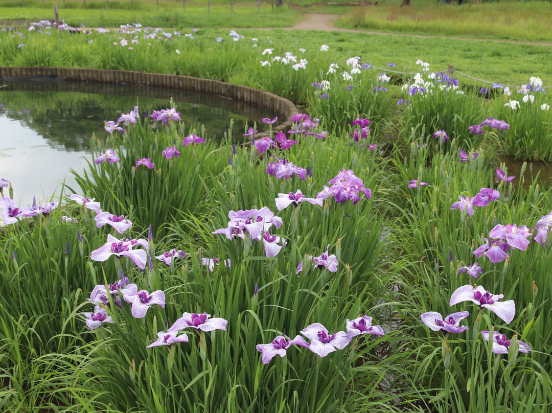 Kitayama Park-东村山市必去景点
