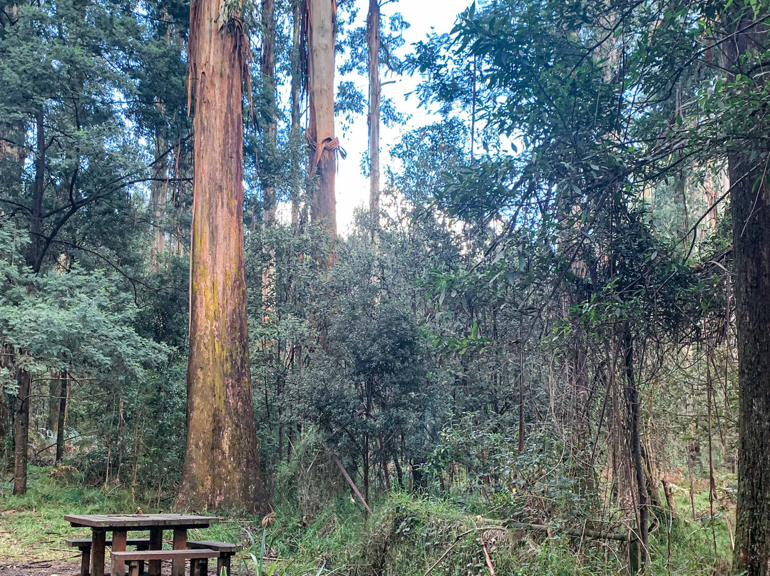 雪博鲁克森林-墨尔本必去景点