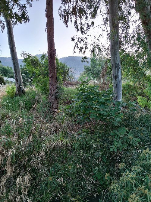 Manara Cliff-基利亚特什姆纳必去景点