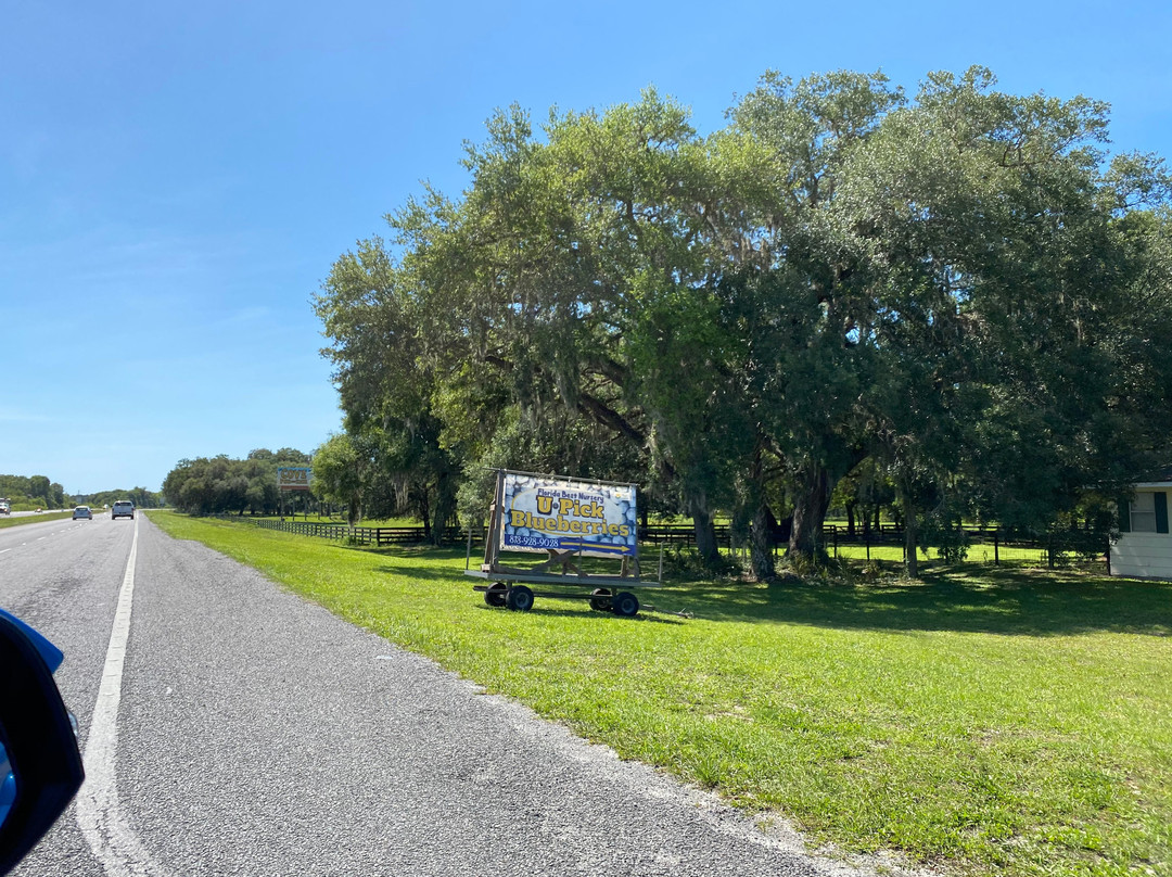 Florida Best Blueberry Farm-因弗内斯必去景点