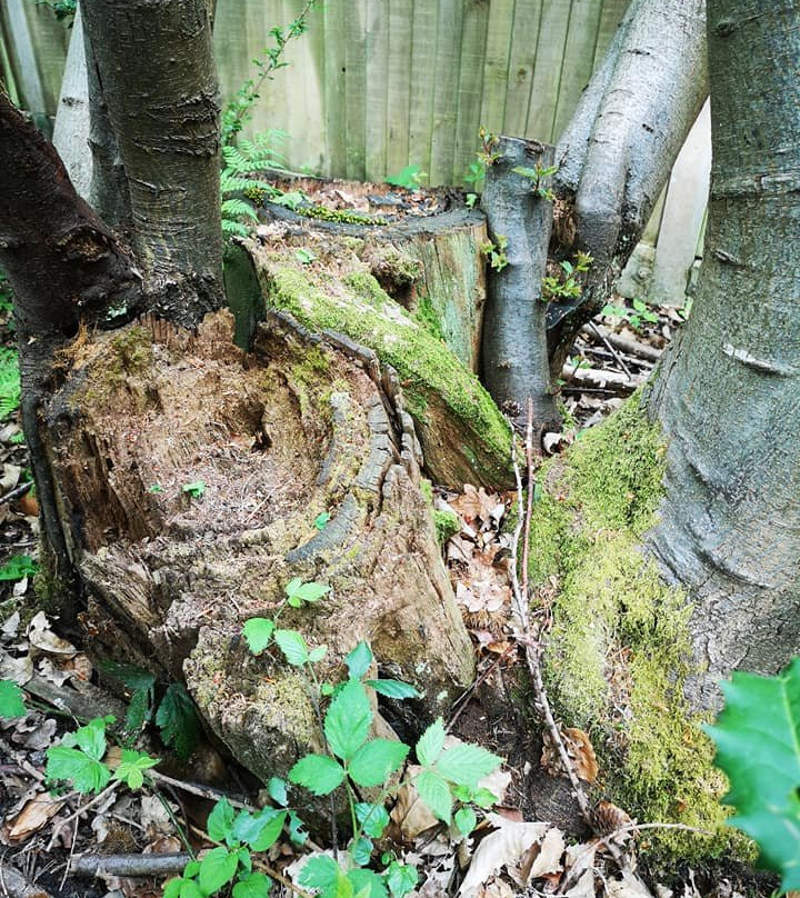 Esher Common-Esher必去景点