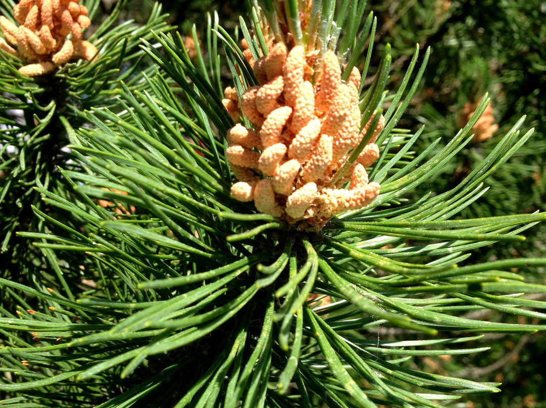 NII Botanical Garden-下诺夫哥罗德必去景点