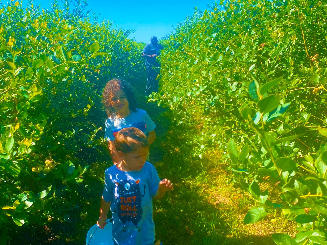 Amber Brooke Farms Williston-Williston必去景点