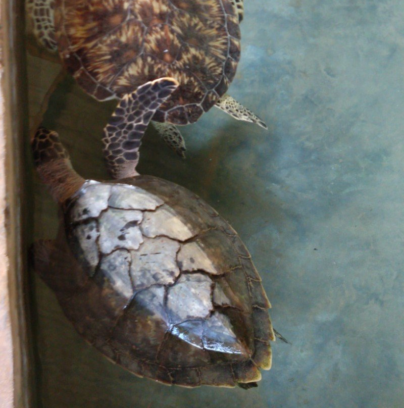 Kosgoda Sea Turtle Conservation Project景点图片