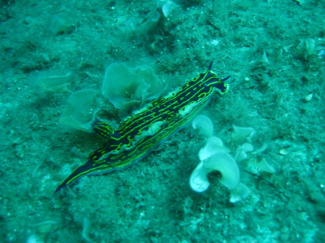 Cyprus Diving Adventures-皮索里必去景点