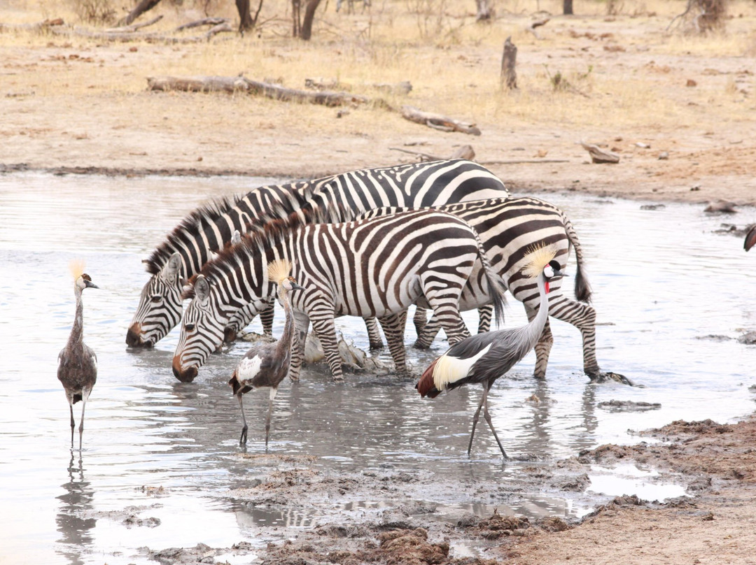 Tanzania Target Safaris景点图片