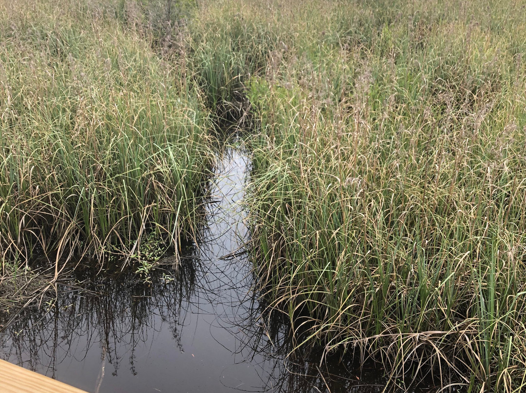 Latham Whitehurst Nature Park-新伯尔尼必去景点