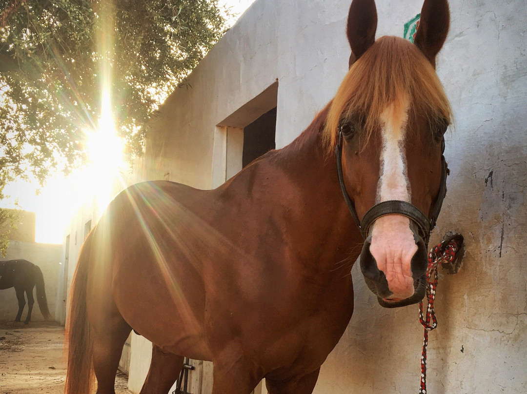 Djerba Zitouna Stables-杰尔巴岛必去景点