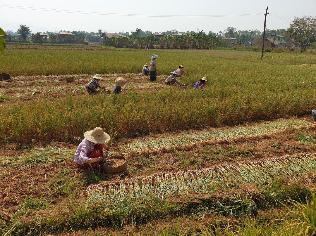Maing Thouk Village-Nyaungshwe必去景点