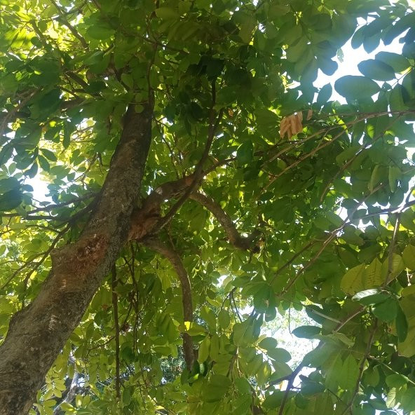 White Horses旅游攻略图片