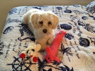 Sands of Islamorada Hotel主图