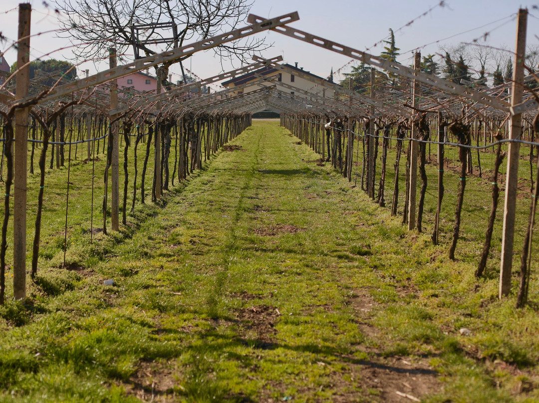 Azienda Agricola Cantina Spada景点图片