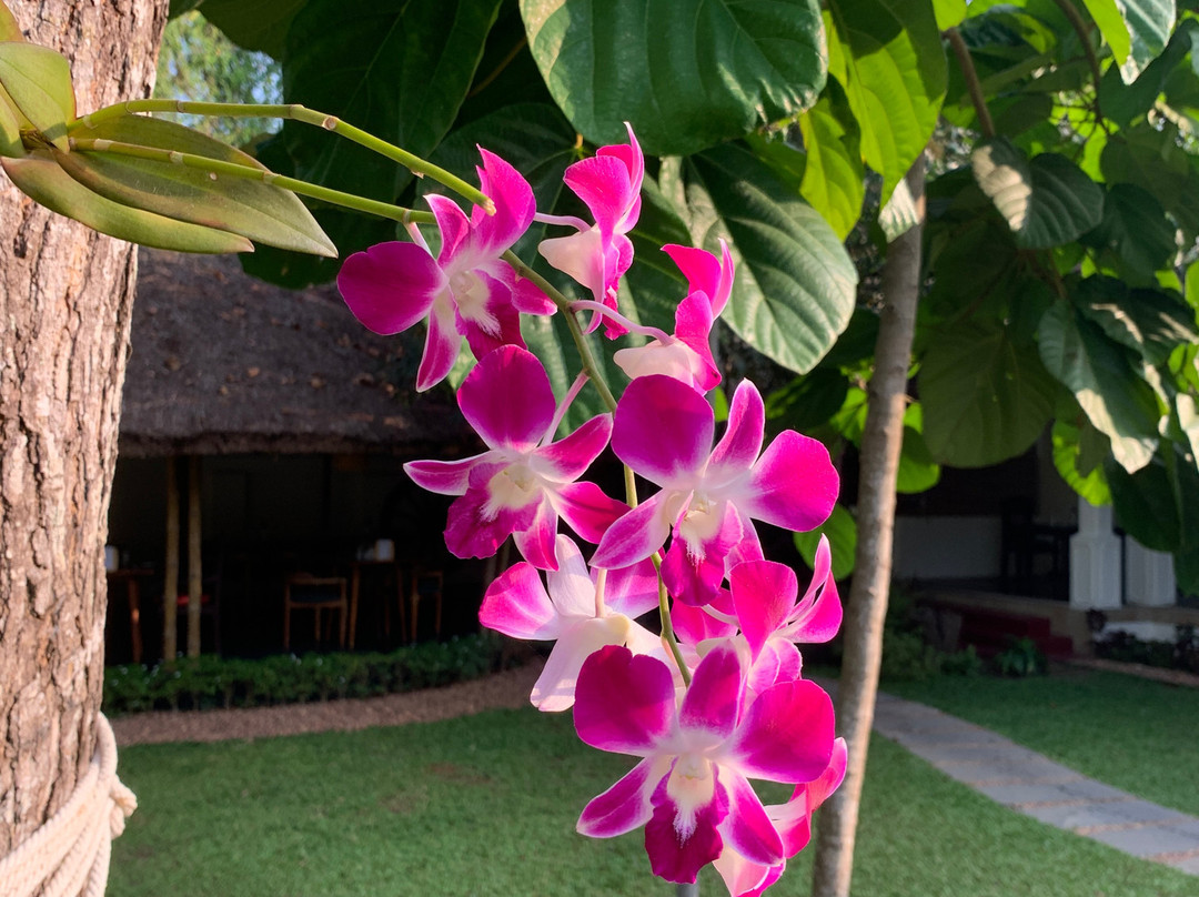 Flamingo Marari The Boutique Villa主图