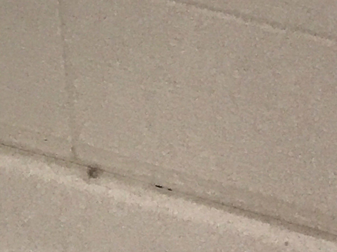 Holiday Inn Express & Suites Carrollton West By IHG主图