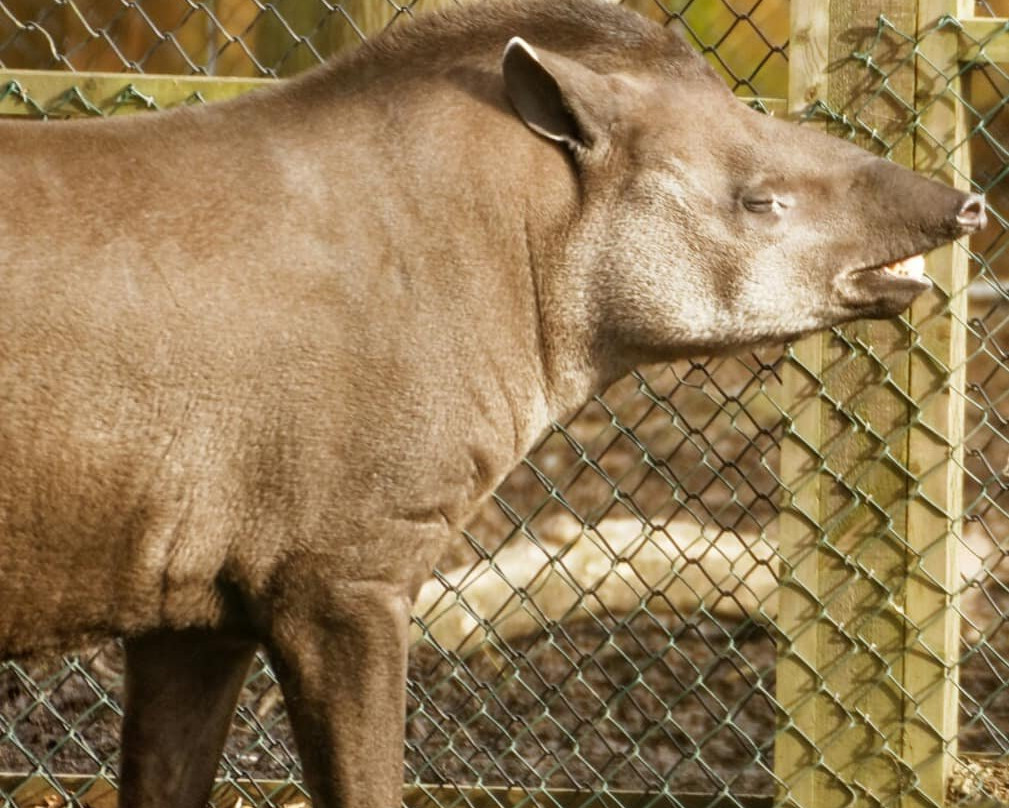 Twycross Zoo-Atherstone必去景点