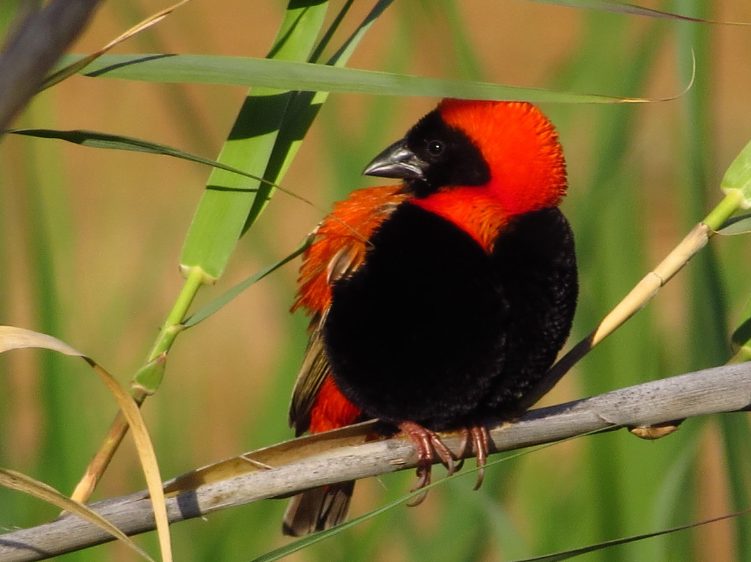 Go Self Drive Tours-克尼斯纳必去景点