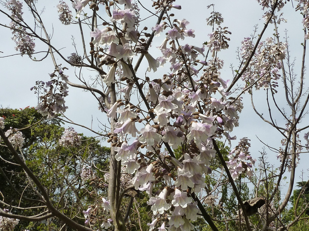 Jardin D'essais景点图片