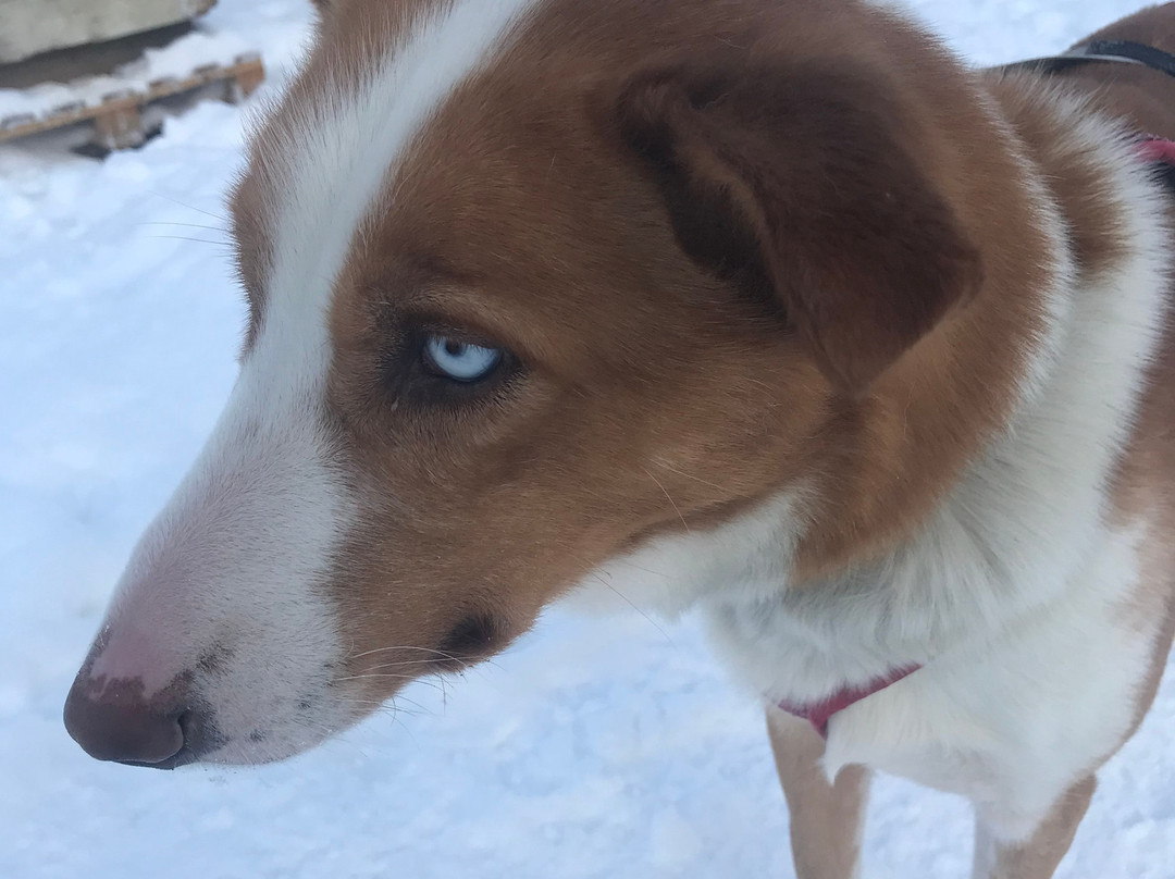 Sortland Villmarkssenter-Sortland必去景点