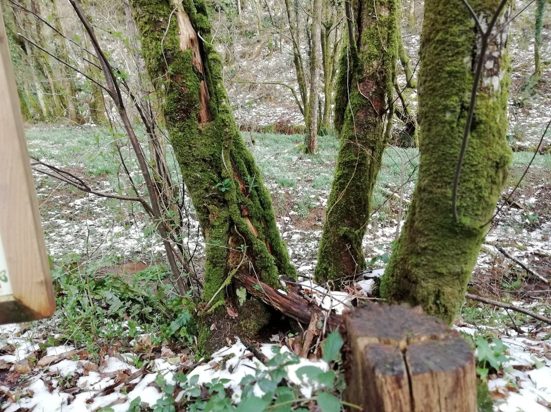 Snowdrop Valley-Wheddon Cross必去景点