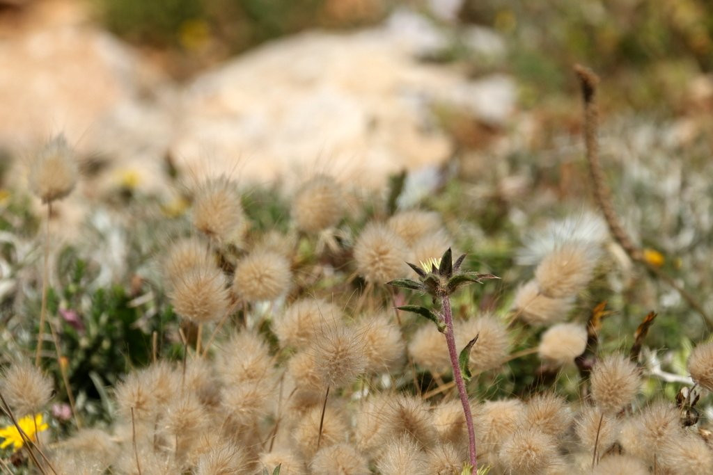 Il-Majjistral Nature and History Park景点图片