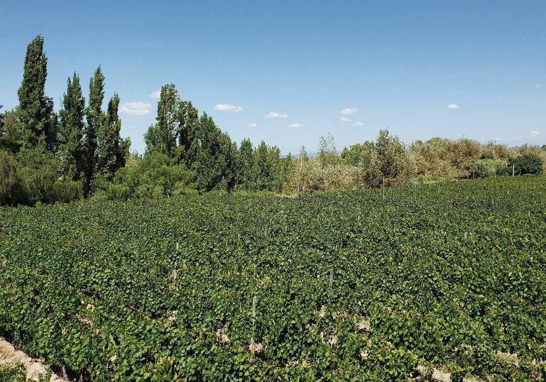 Rio Bike Park-路冉得库约必去景点
