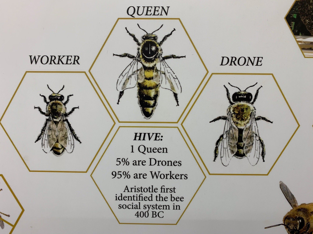 Honeybee World景点图片