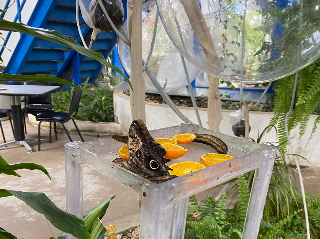Insectarium and Butterfly Pavilion景点图片