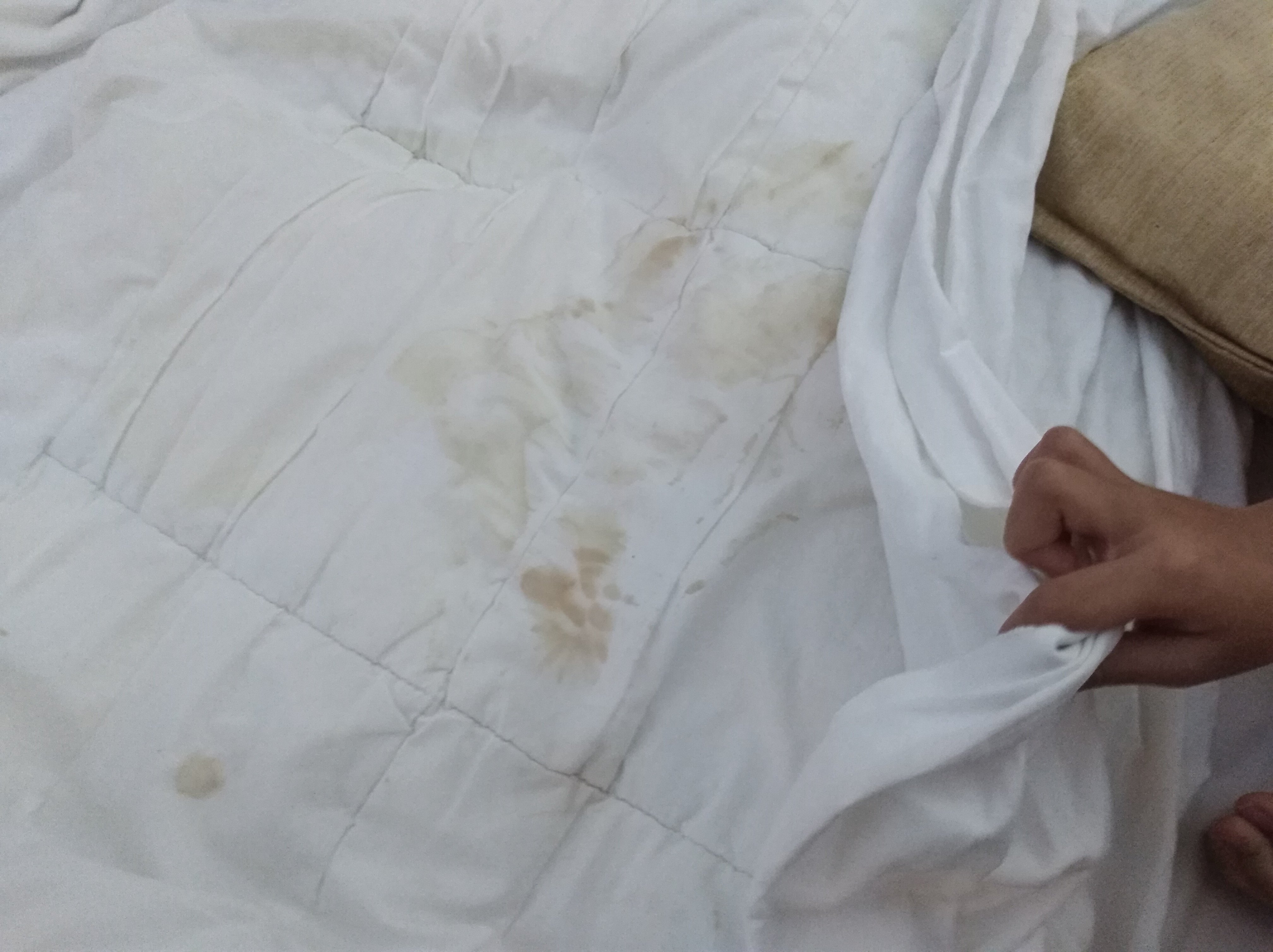 报春花海滩酒店-官方