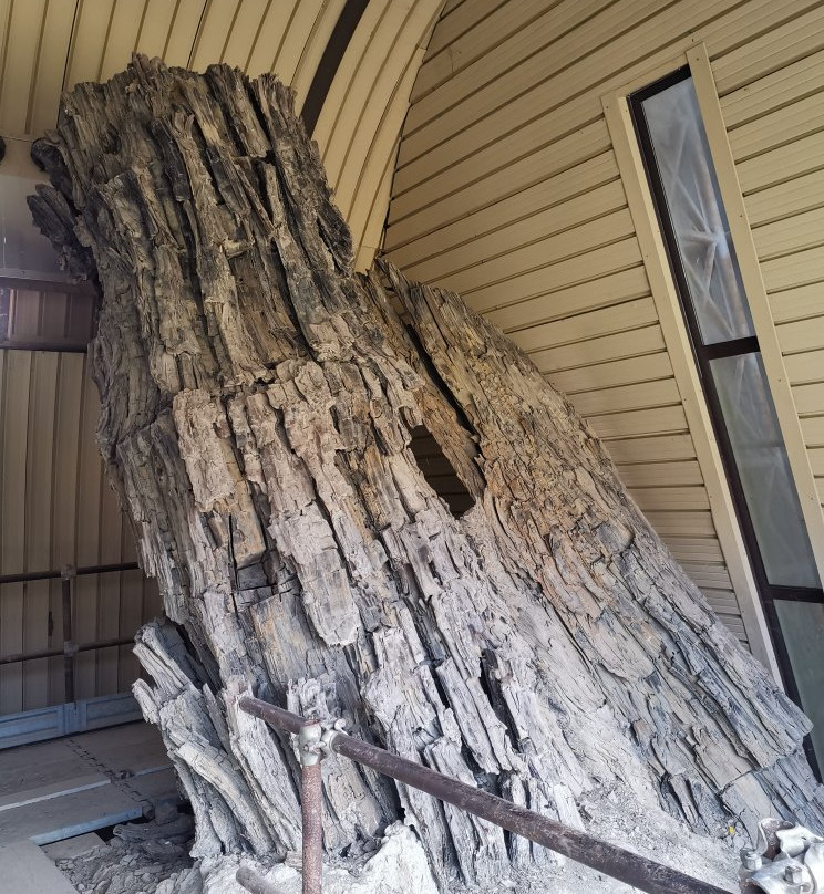 Centro di Paleontologia Vegetale della  Foresta Fossile di Dunarobba-Avigliano Umbro必去景点