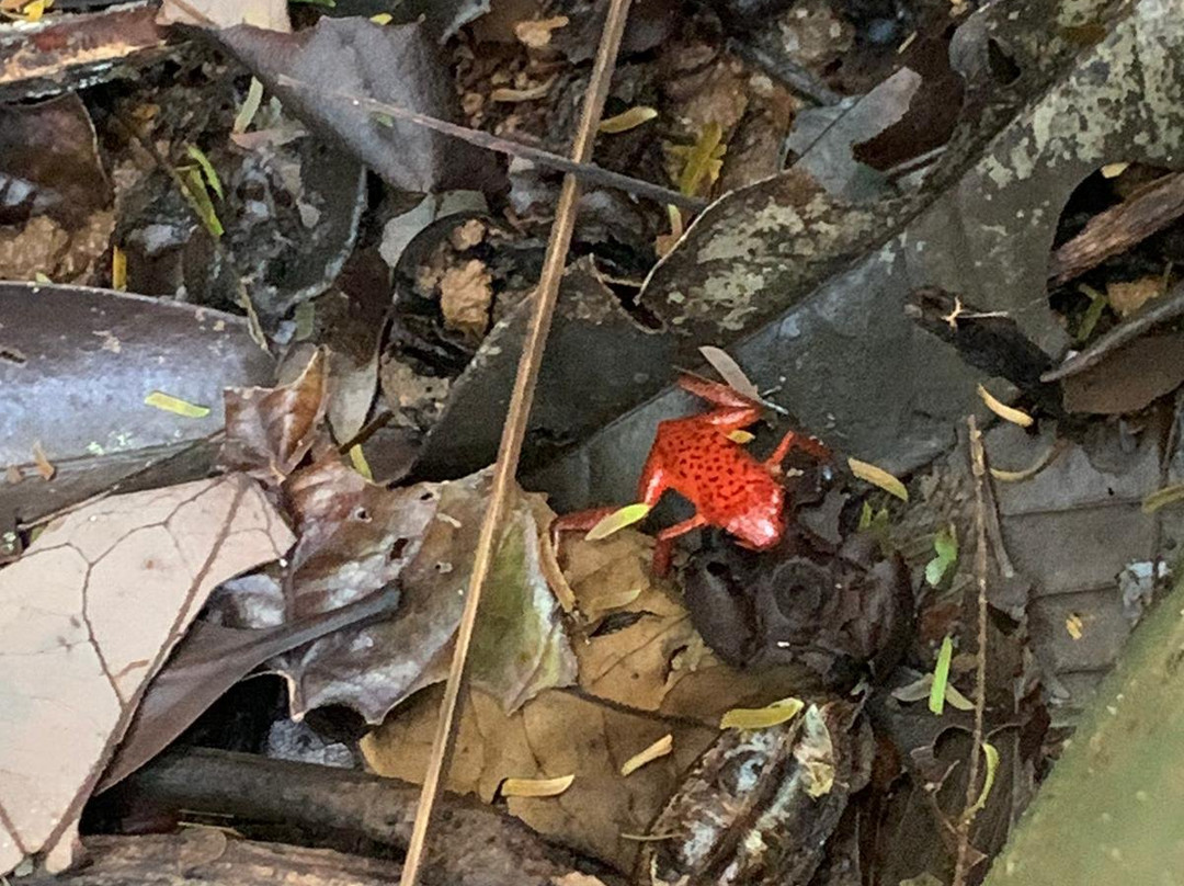 Sendero Cerro Tortuguero景点图片