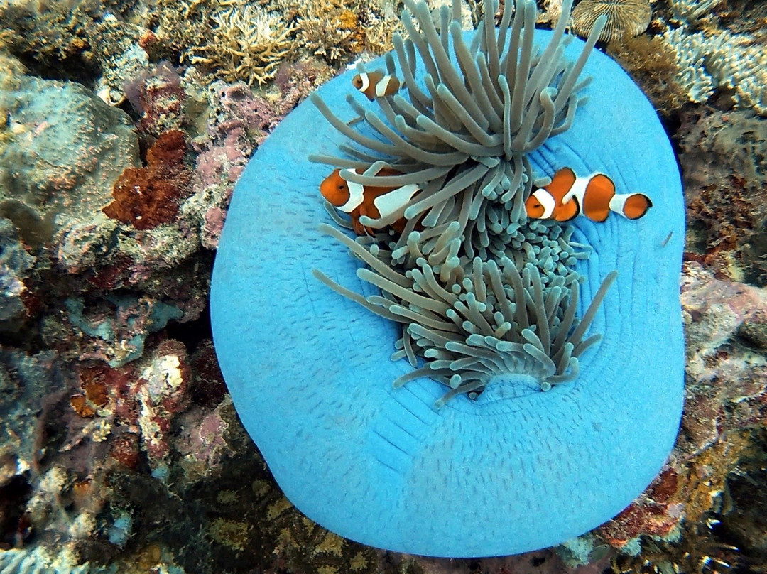 H2o Diving Siquijor景点图片