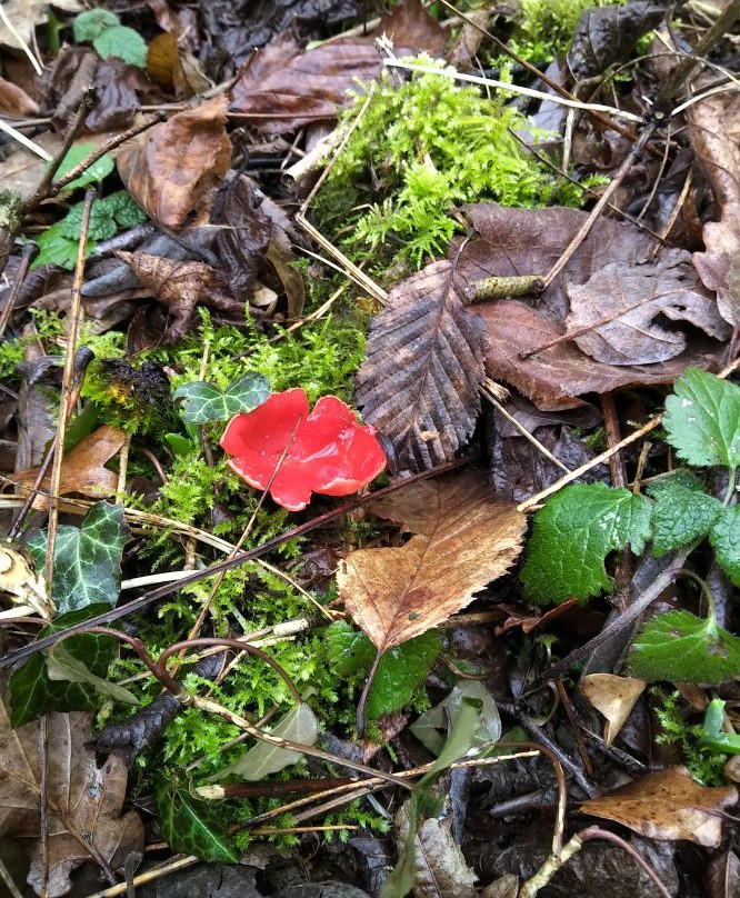 Mare de Craquenot - Espace Naturel Sensible-Charette必去景点