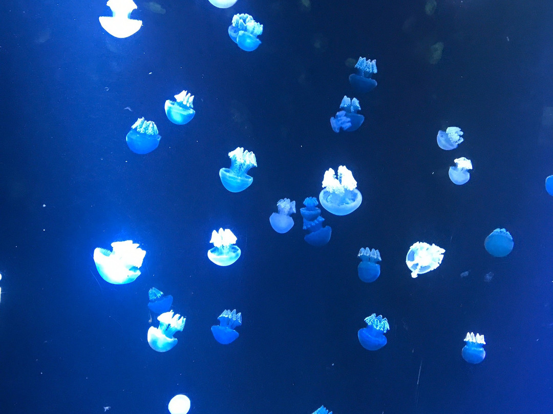 Aqua Planet Yeosu-丽水市必去景点
