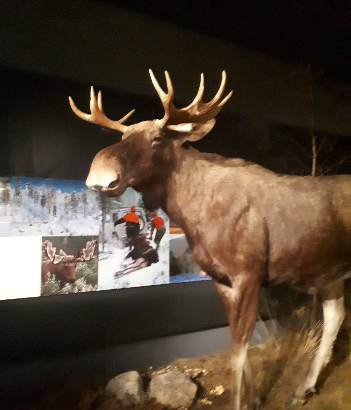 Rovaniemi Local History Museum-罗瓦涅米必去景点