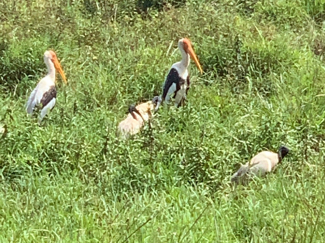 Wasgamuwa National Park-波隆纳鲁瓦必去景点