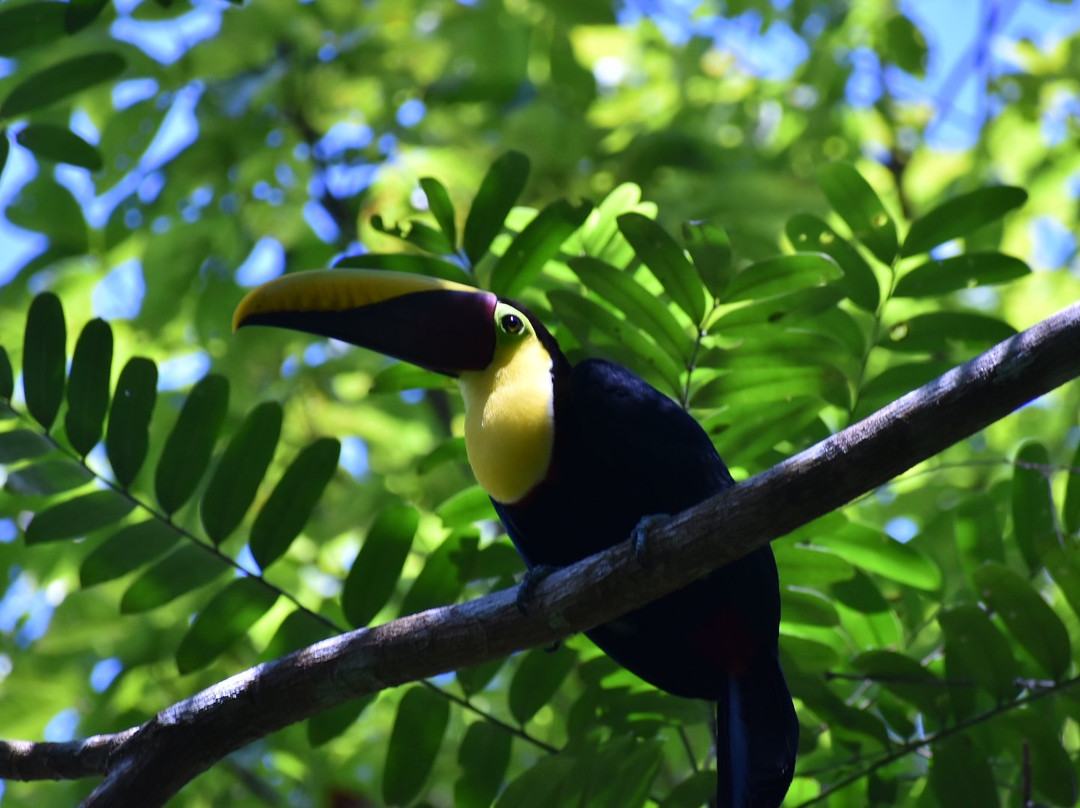 Mangrove Wildlife Tours景点图片