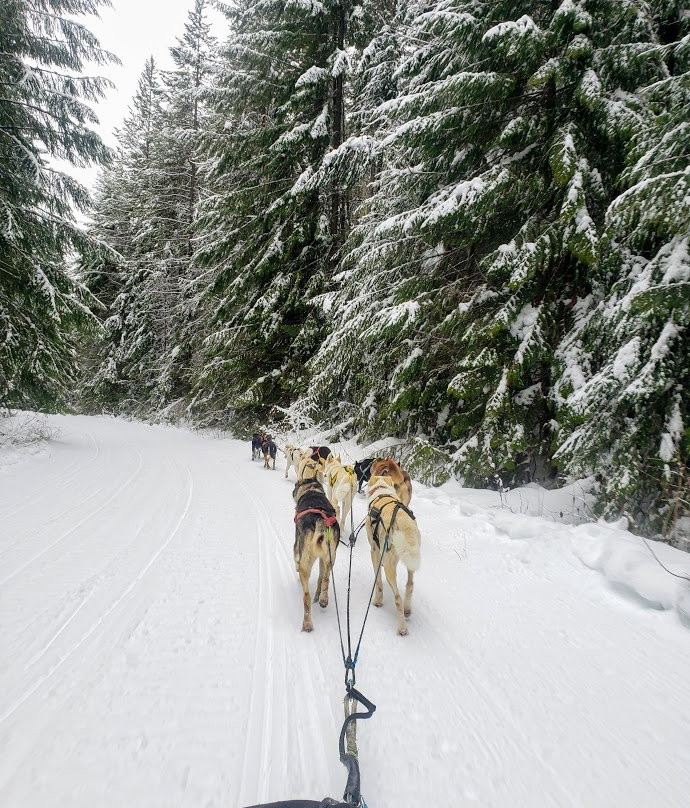 Northwest Dogsled Adventures景点图片