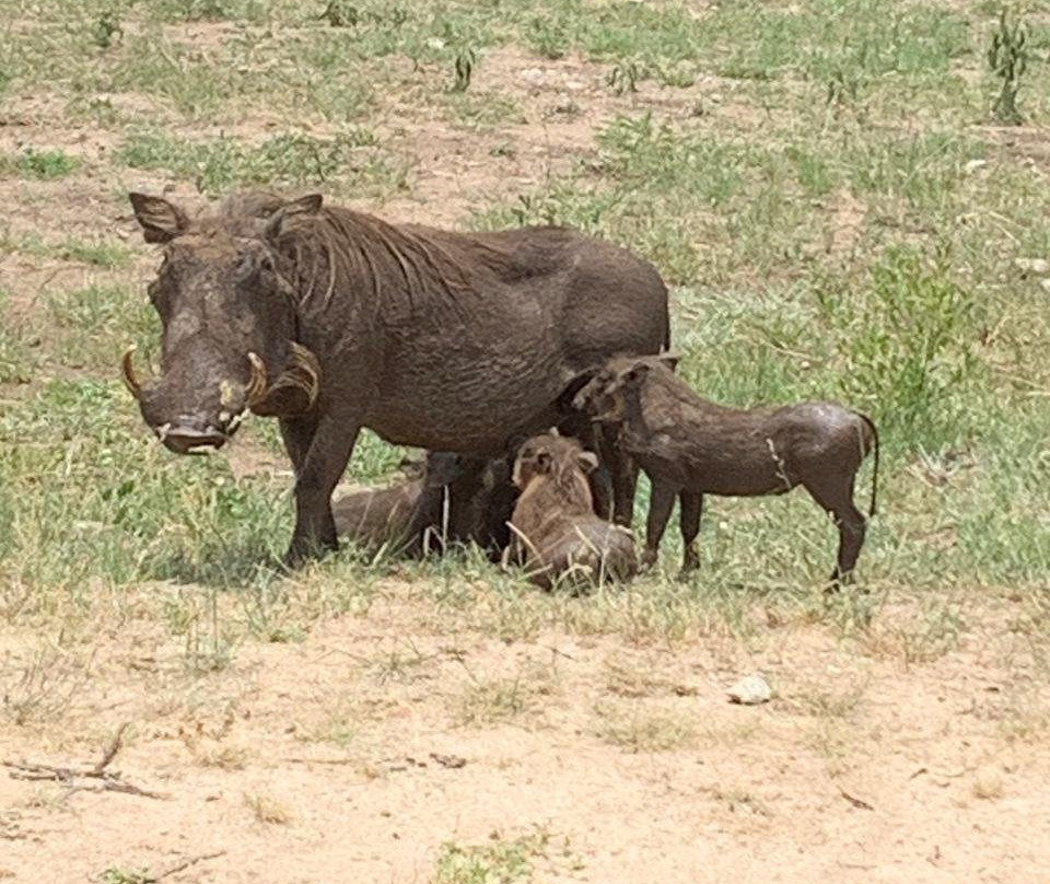 Dawn to Dusk Safaris-雾观必去景点