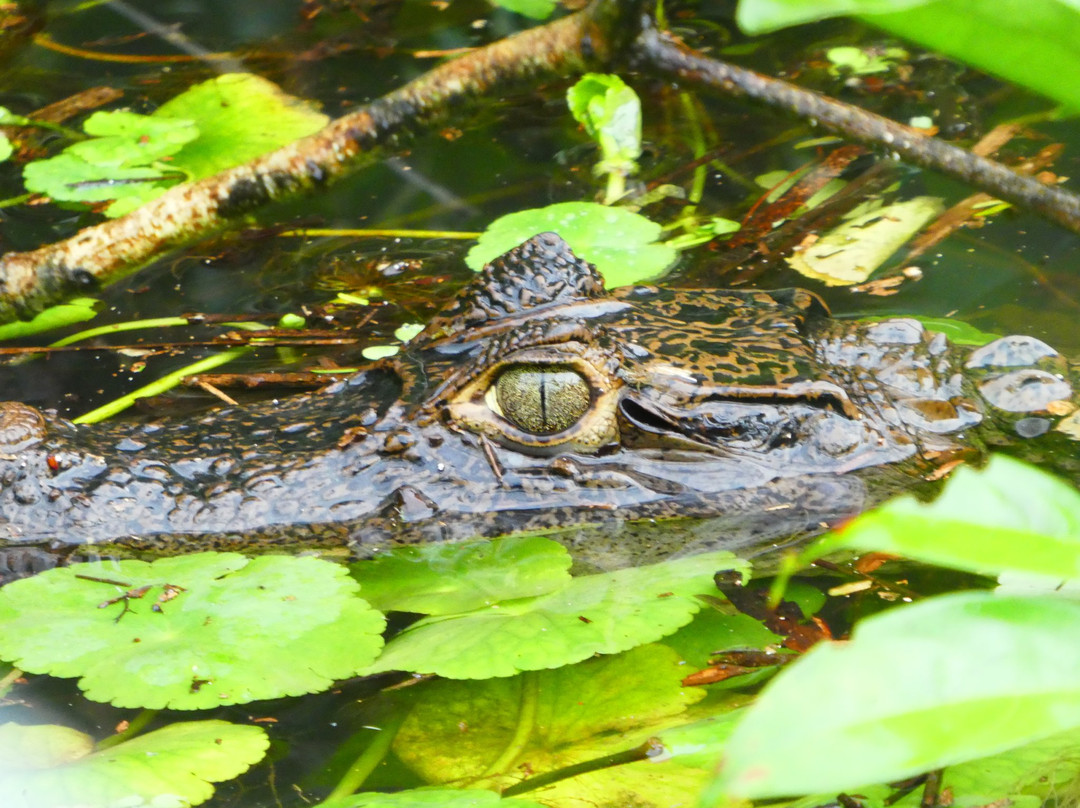 Tortuguero Tours - Adventures close to Nature景点图片